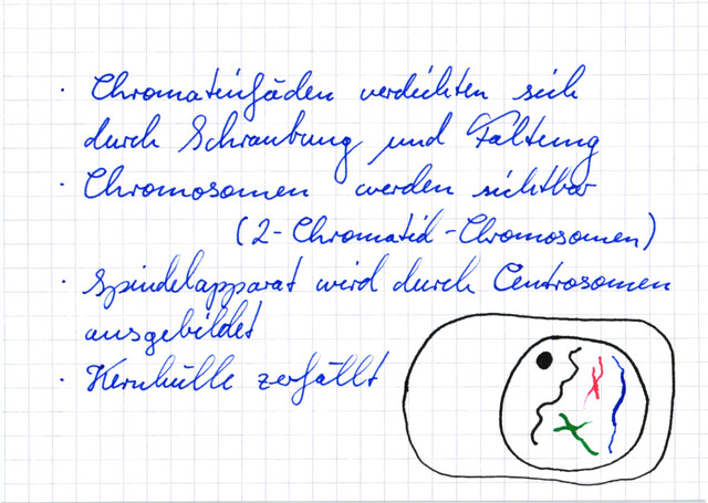 Prophase der Mitose