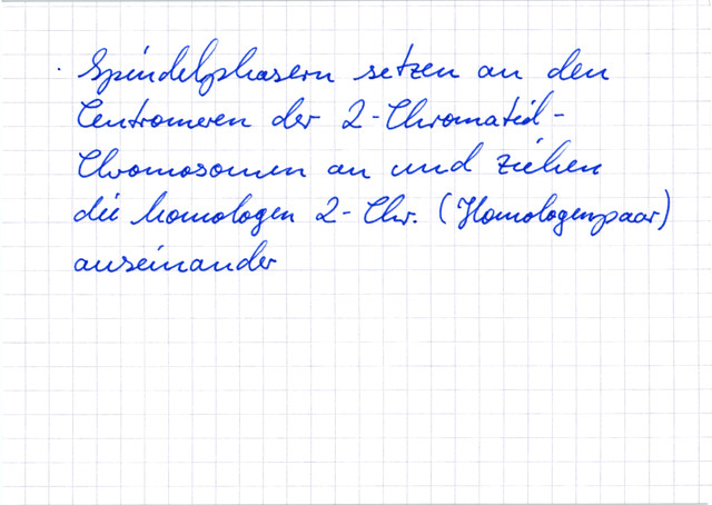 Meiose: 1. Reifeteilung - Anaphase 1