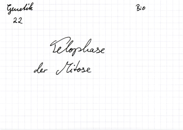 Telophase der Mitose