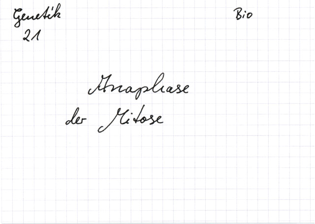 Anaphase der Mitose