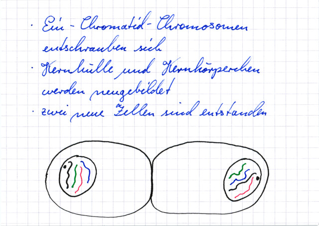 Telophase der Mitose