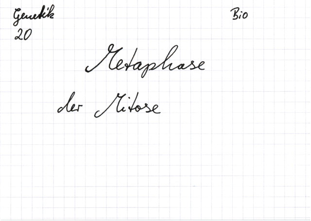 Metaphase der Mitose