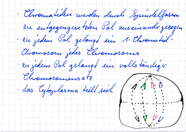 Anaphase der Mitose