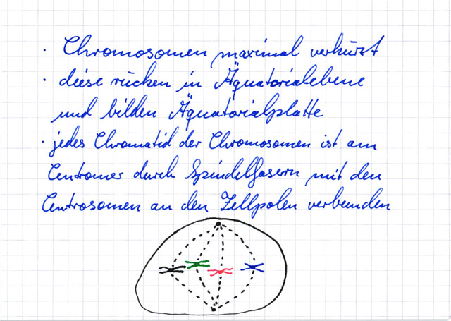 Metaphase der Mitose