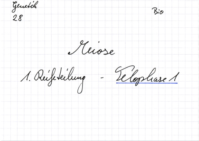 Meiose: 1. Reifeteilung - Telophase 1