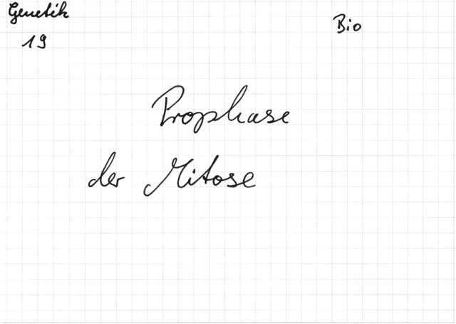 Prophase der Mitose