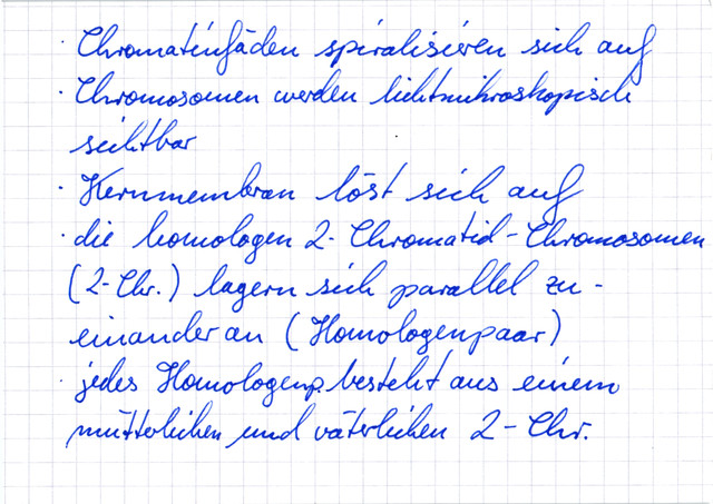 Meiose: 1. Reifeteilung - Prophase 1