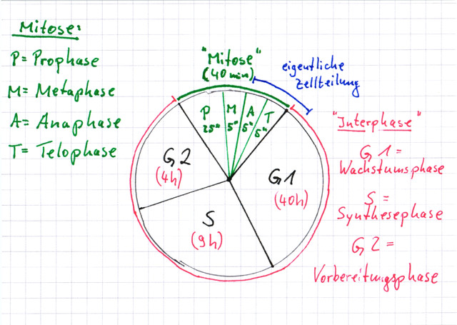 Der Zellzyklus